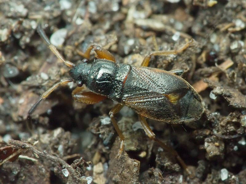 Megalonotus antennatus (Schilling, 1829)